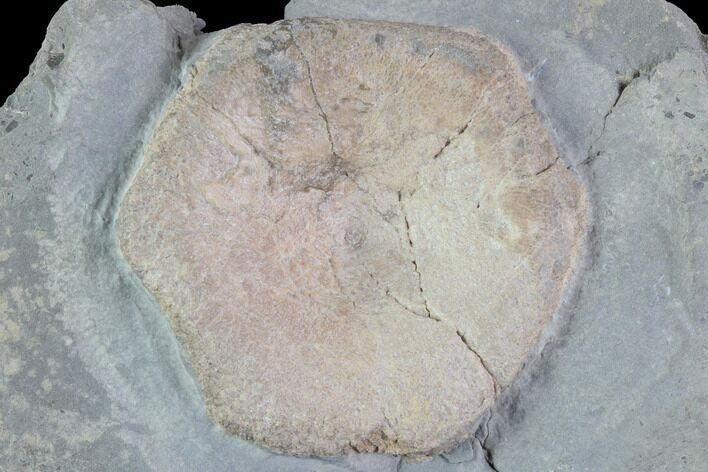 Ichthyosaur Vertebra in Rock - South Wales #86657